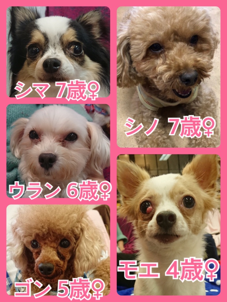 【🐾本日の里親様募集中ワンコメンバー🐶】2018,6,22